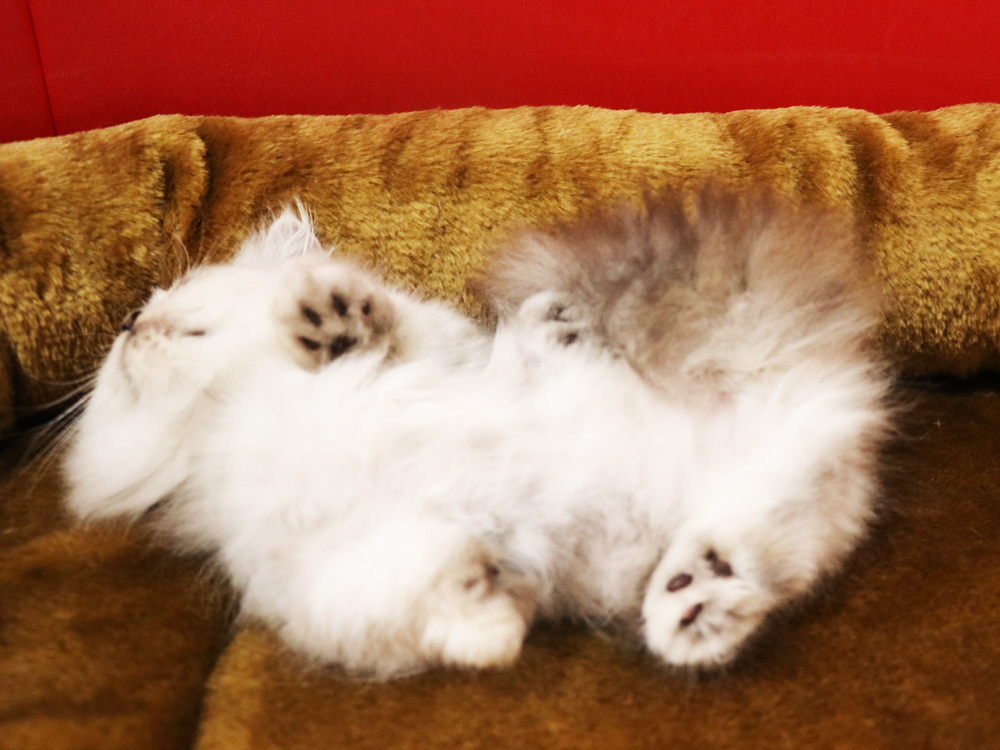 ミヌエットの子猫