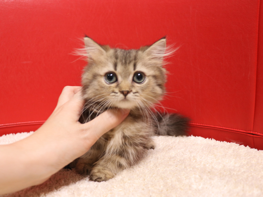 ミヌエットの子猫