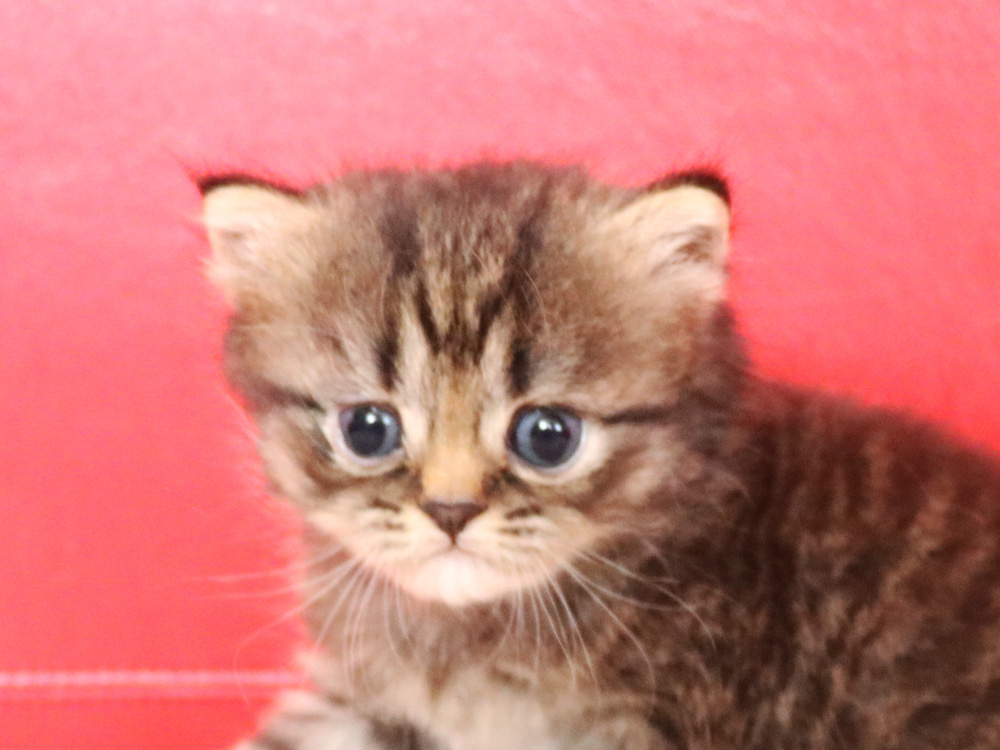 ミヌエットの子猫