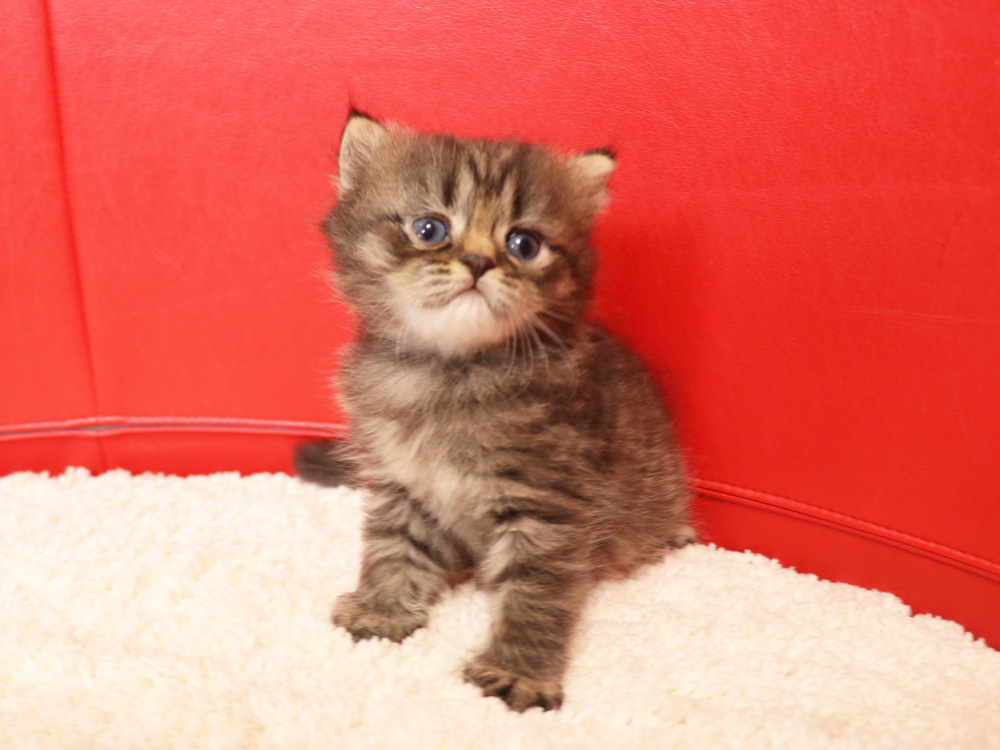 ミヌエットの子猫
