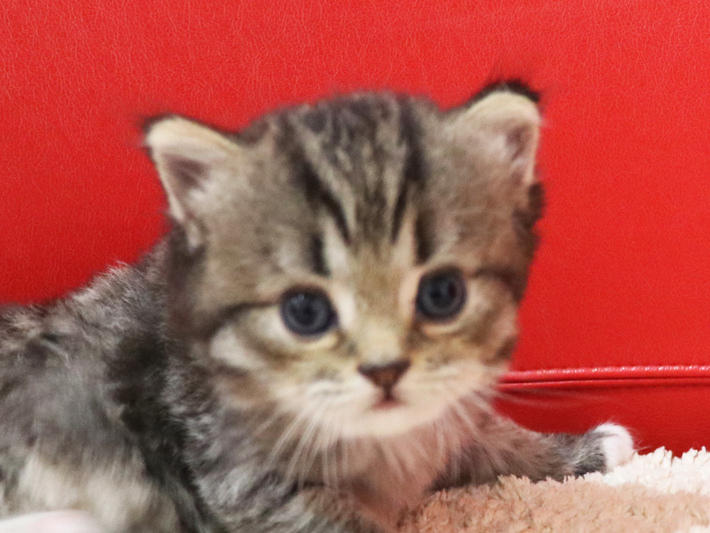 ミヌエットの子猫