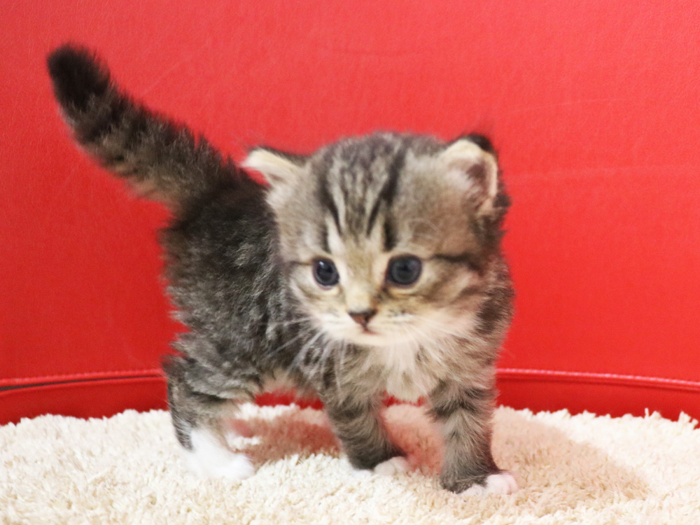 ミヌエットの子猫