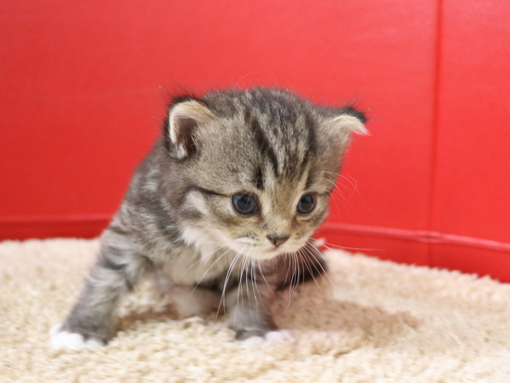 ミヌエットの子猫