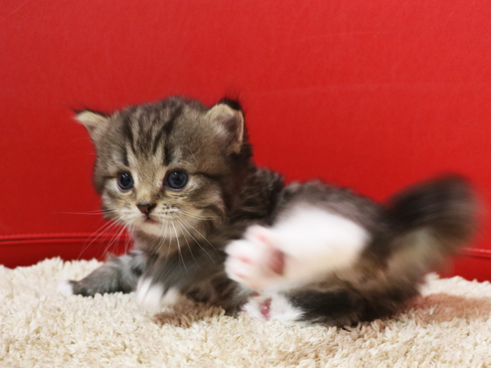 ミヌエットの子猫