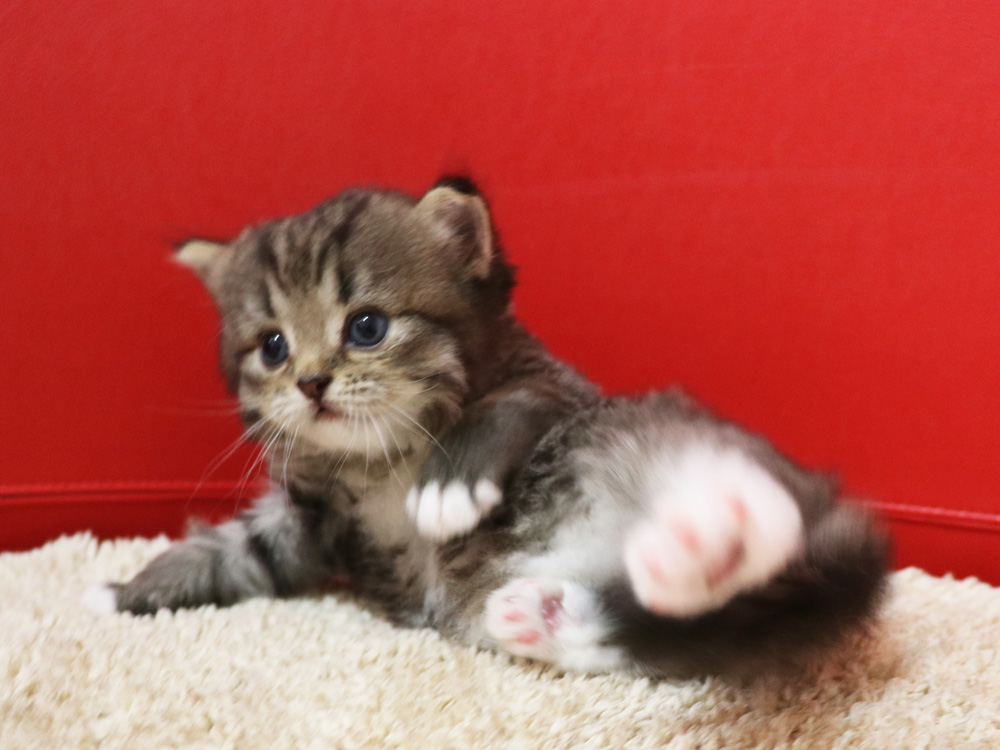 ミヌエットの子猫