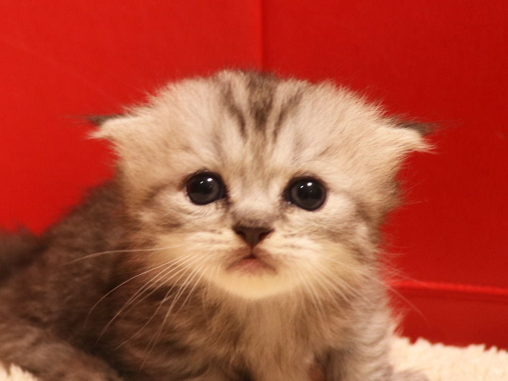 ミヌエットの子猫