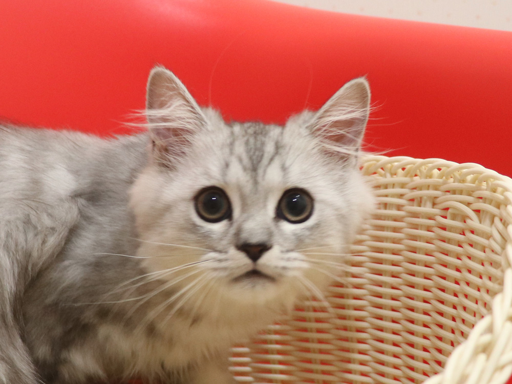 ミヌエットの子猫