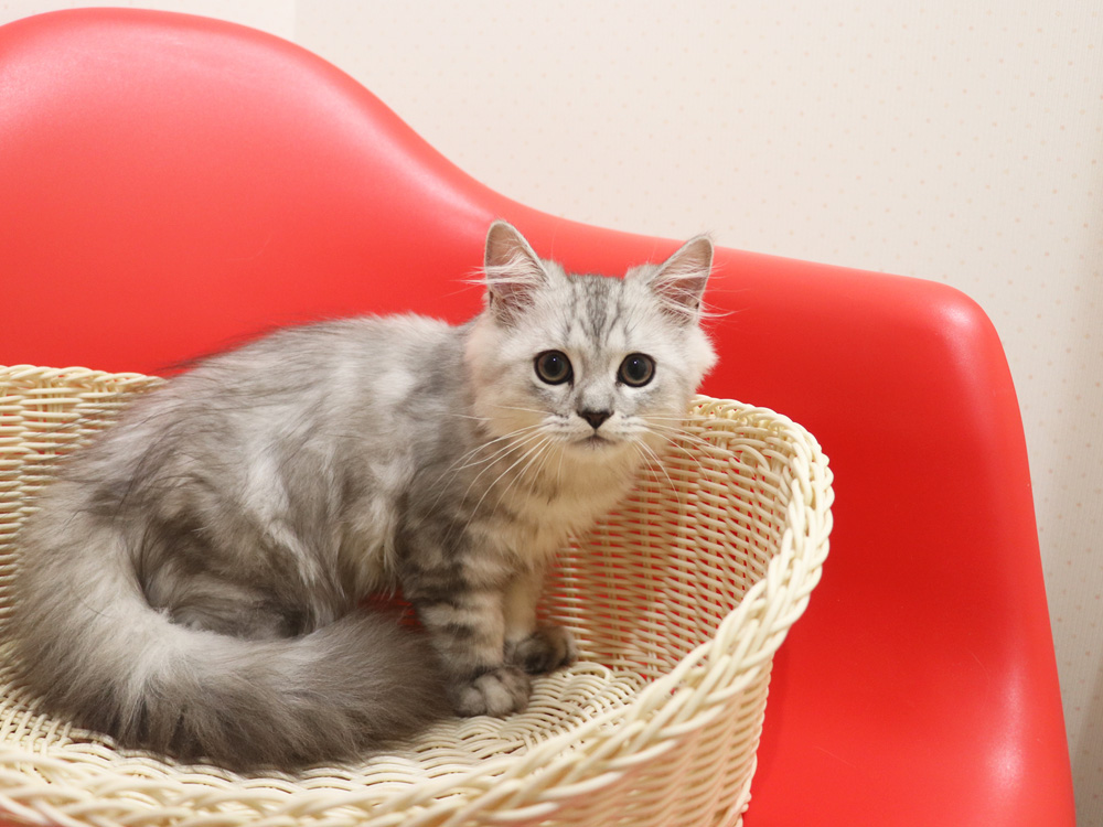 ミヌエットの子猫