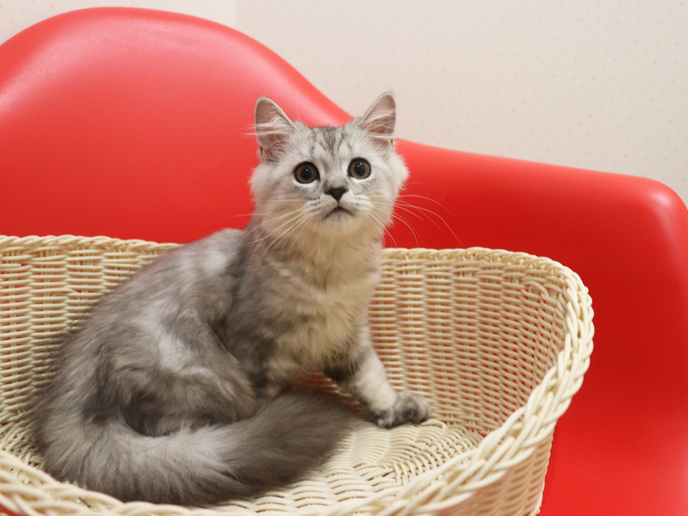 ミヌエットの子猫