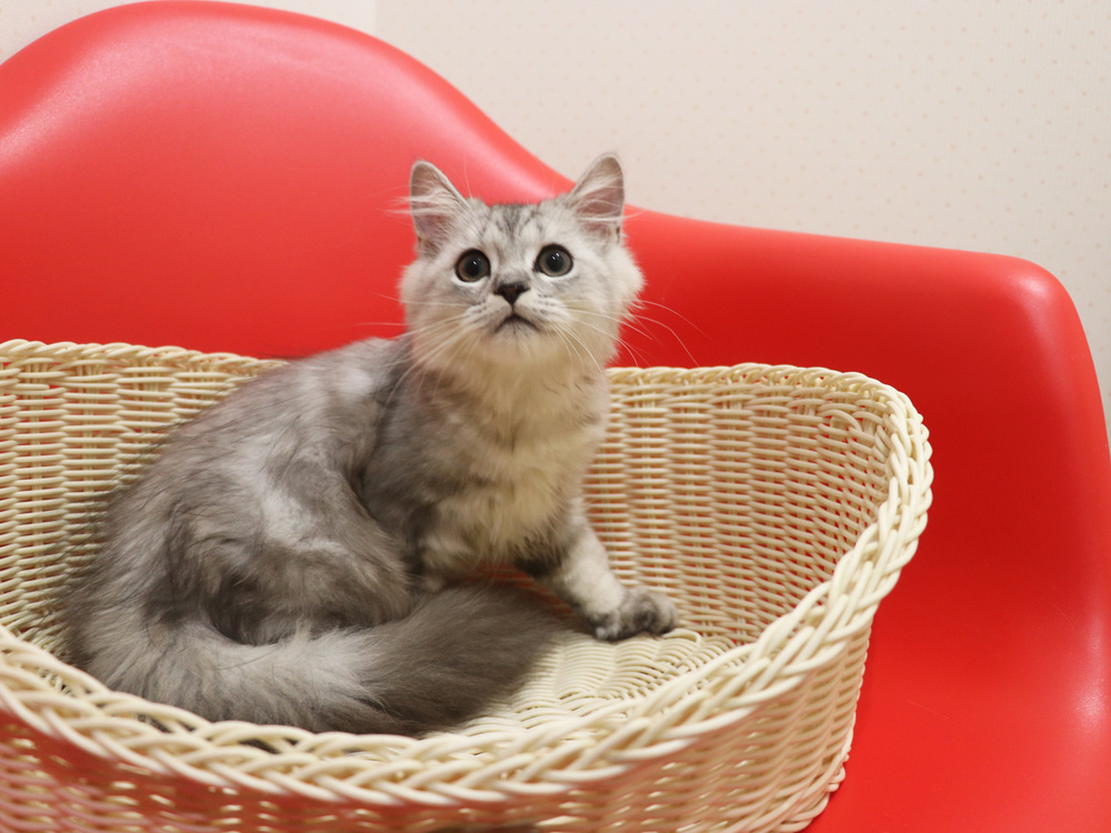 ミヌエットの子猫