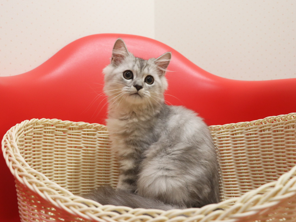 ミヌエットの子猫