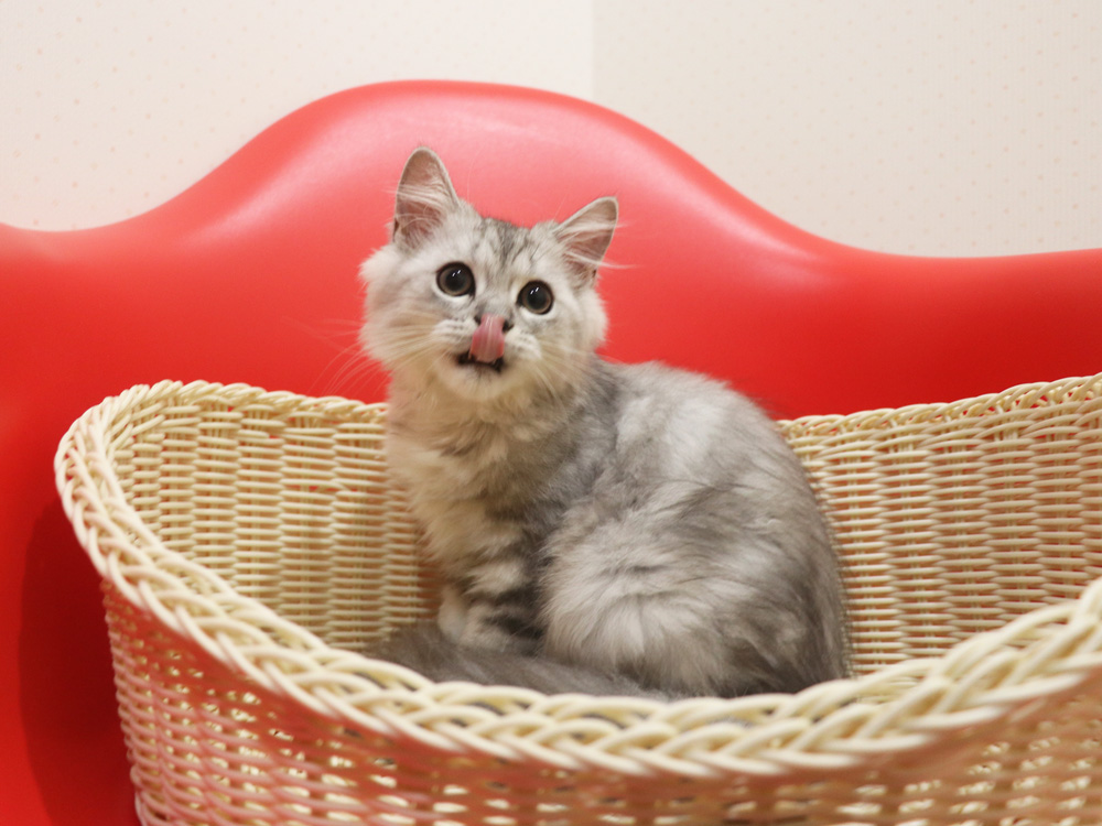 ミヌエットの子猫