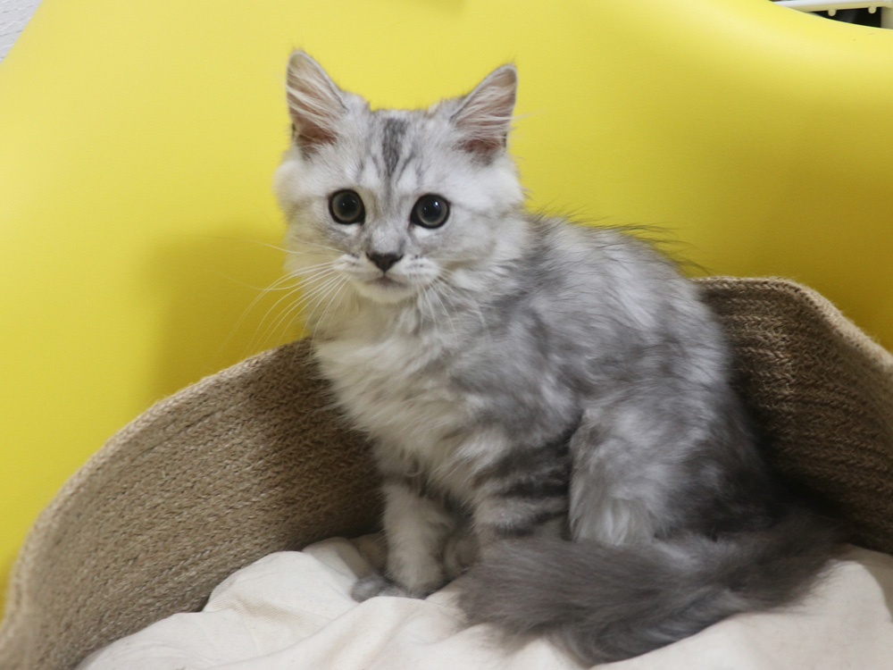 ミヌエットの子猫