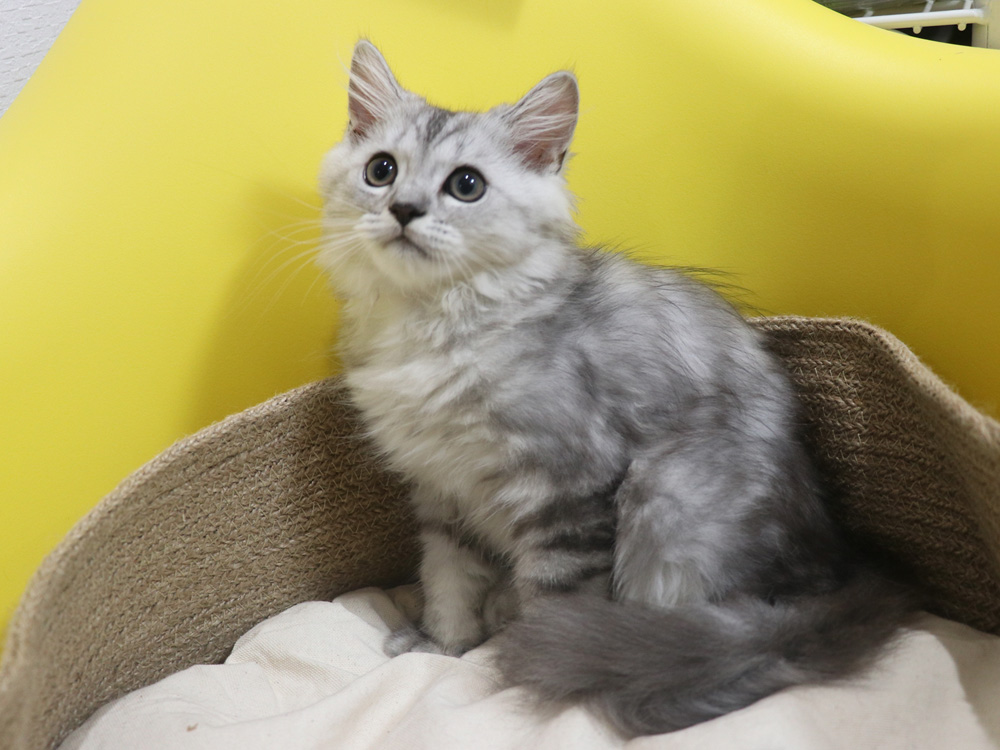 ミヌエットの子猫