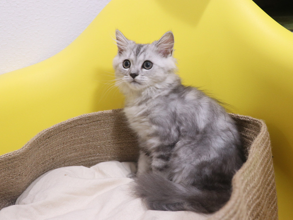 ミヌエットの子猫
