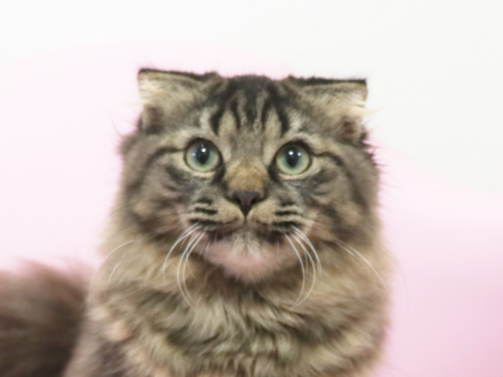 ミヌエットの子猫