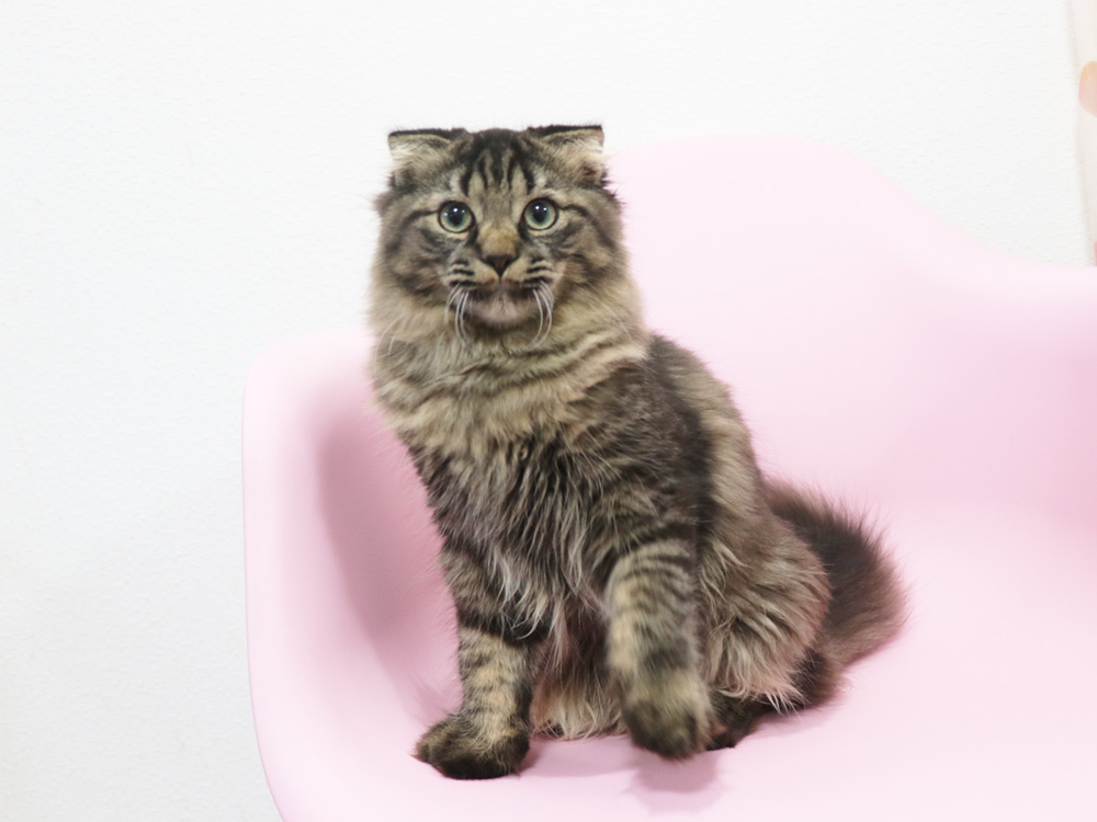ミヌエットの子猫