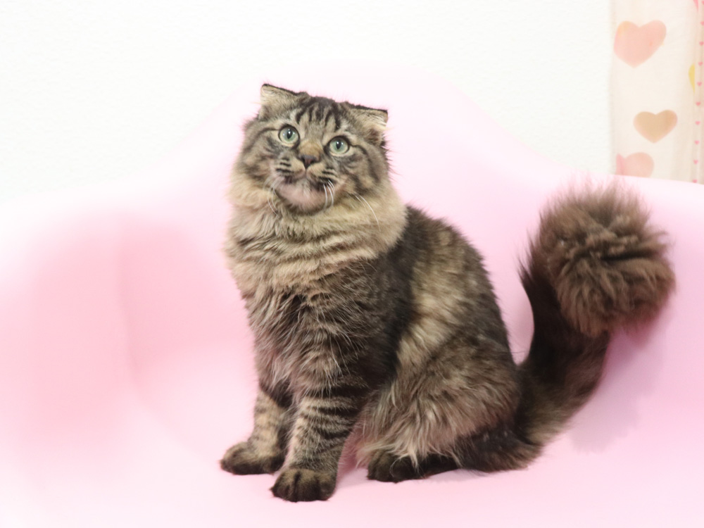 ミヌエットの子猫