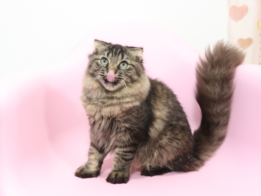 ミヌエットの子猫