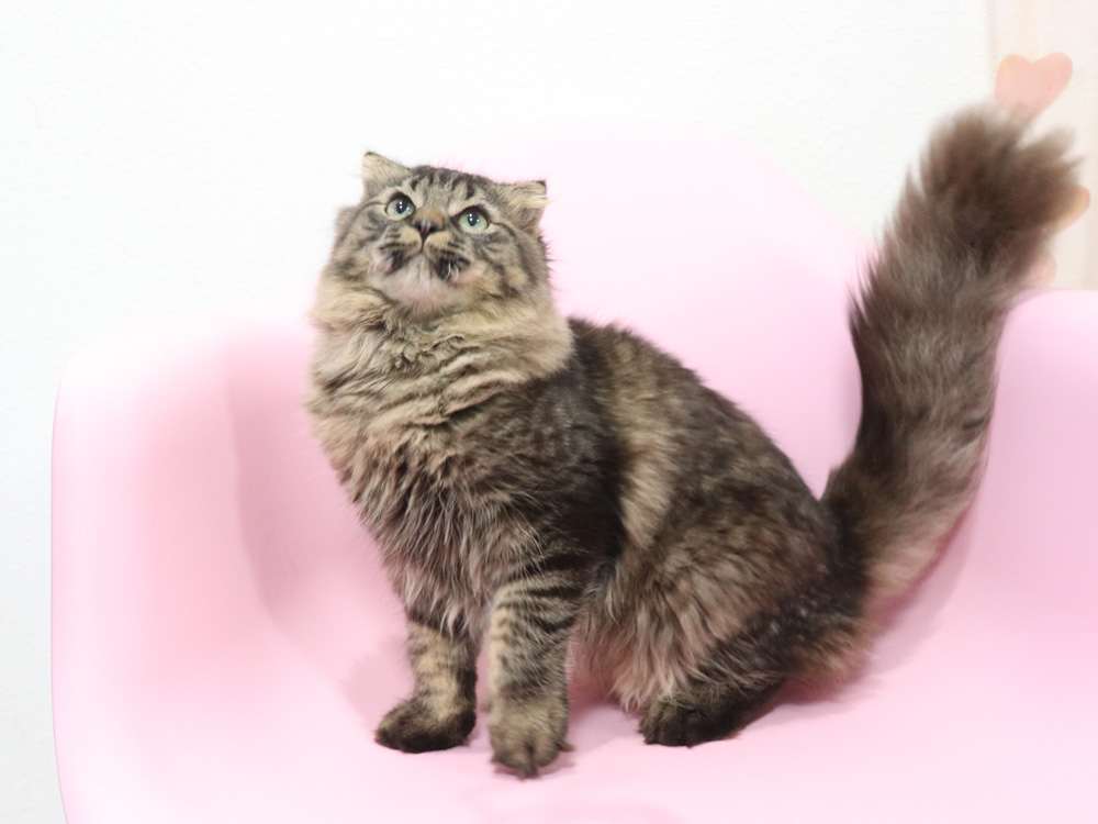 ミヌエットの子猫