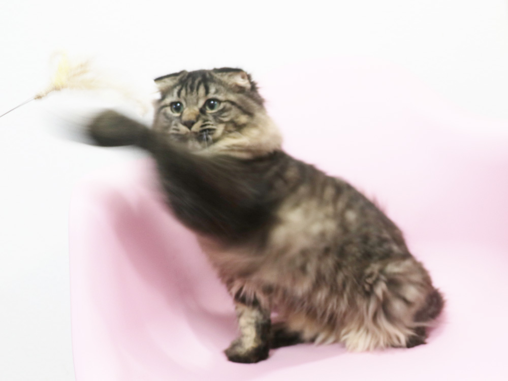 ミヌエットの子猫