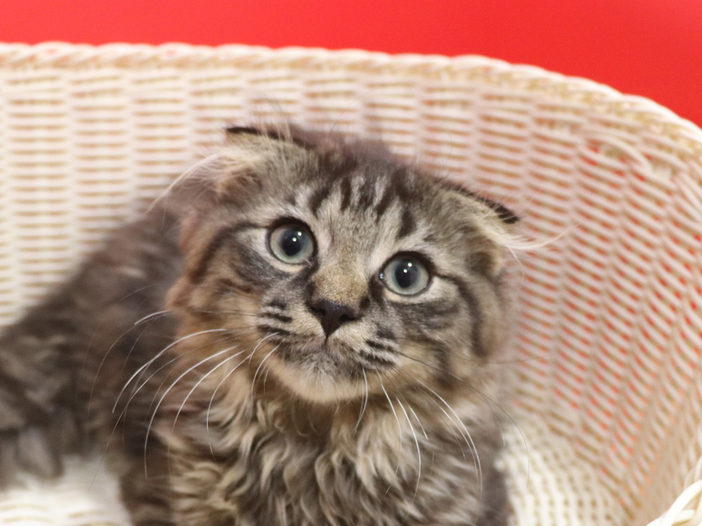 ミヌエットの子猫