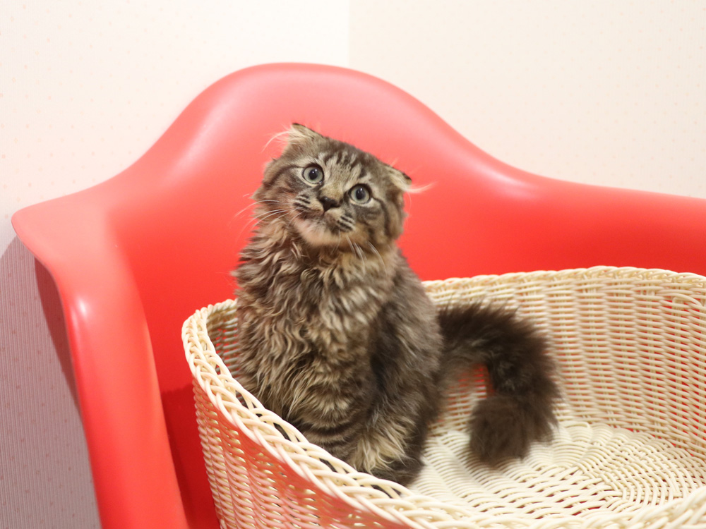 ミヌエットの子猫