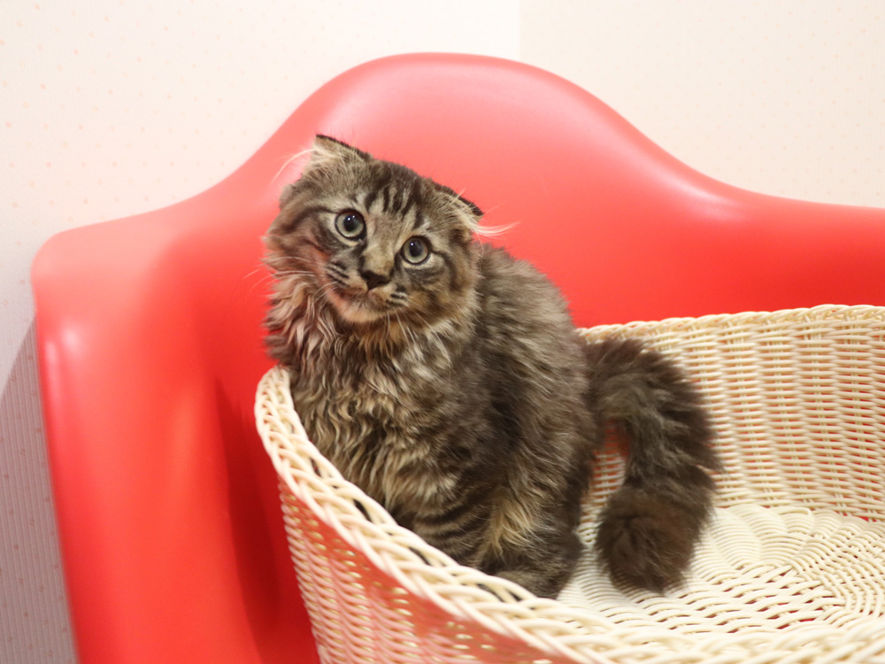 ミヌエットの子猫