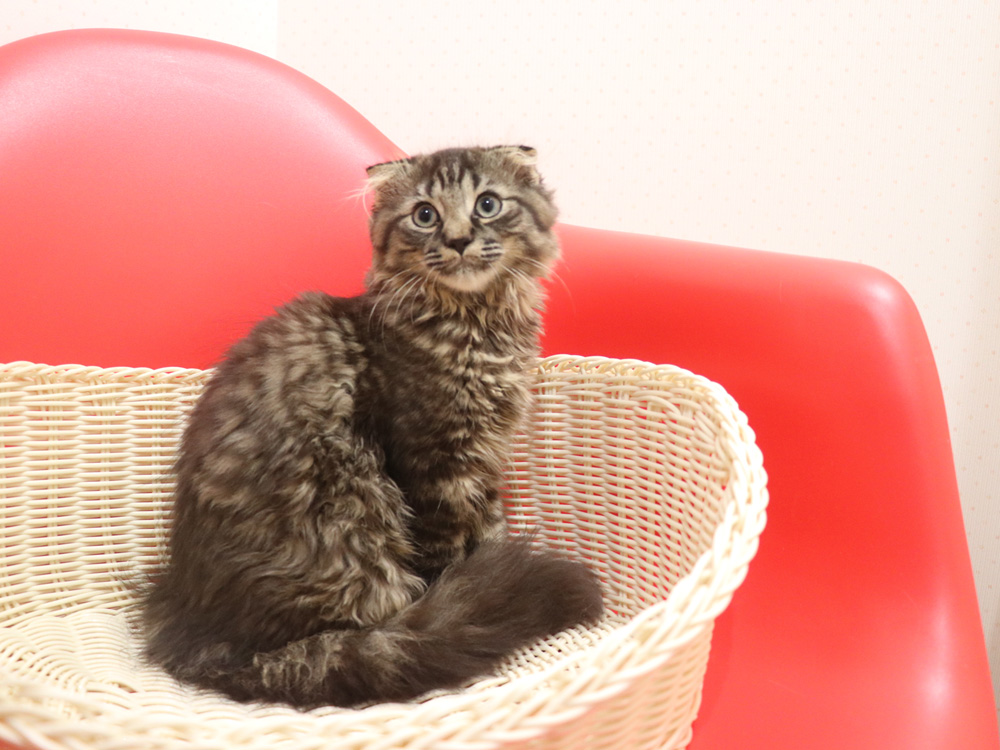 ミヌエットの子猫