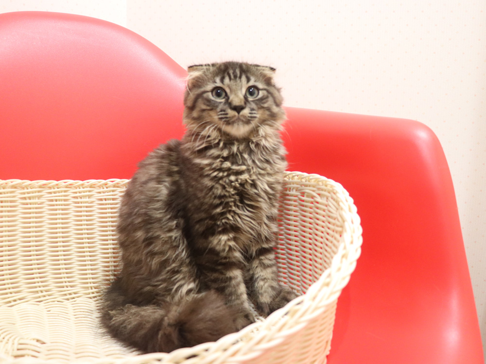 ミヌエットの子猫