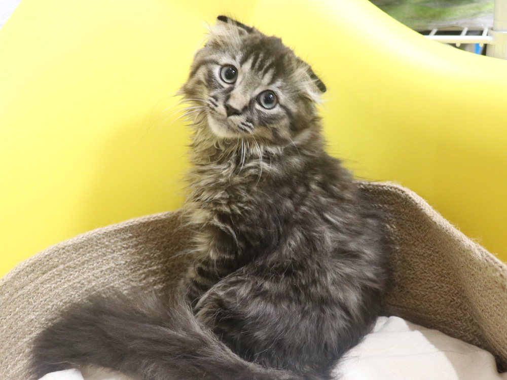 ミヌエットの子猫