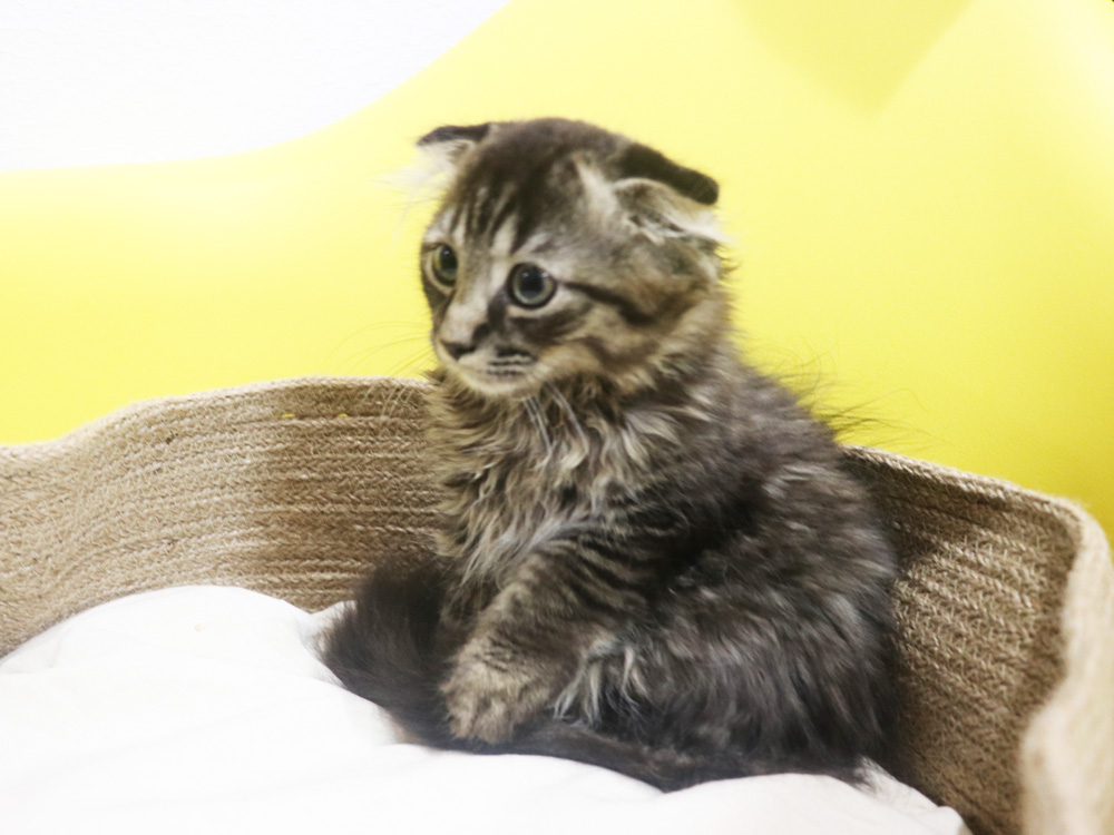 ミヌエットの子猫