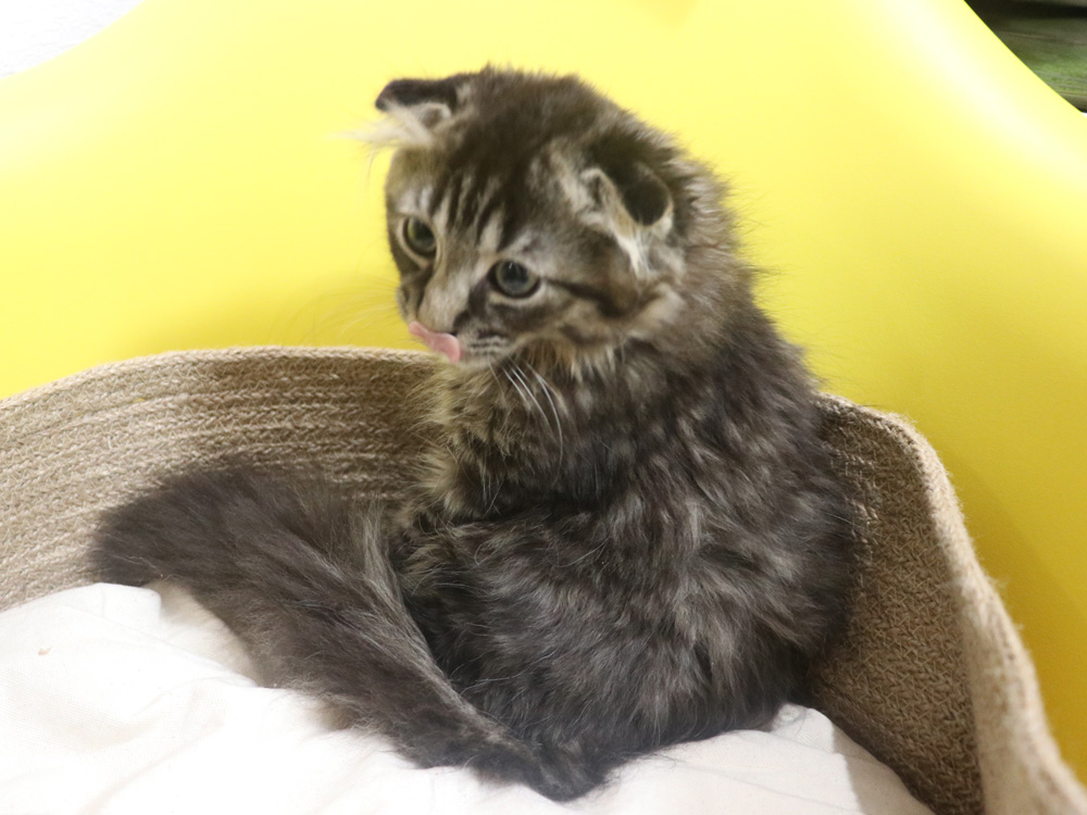 ミヌエットの子猫