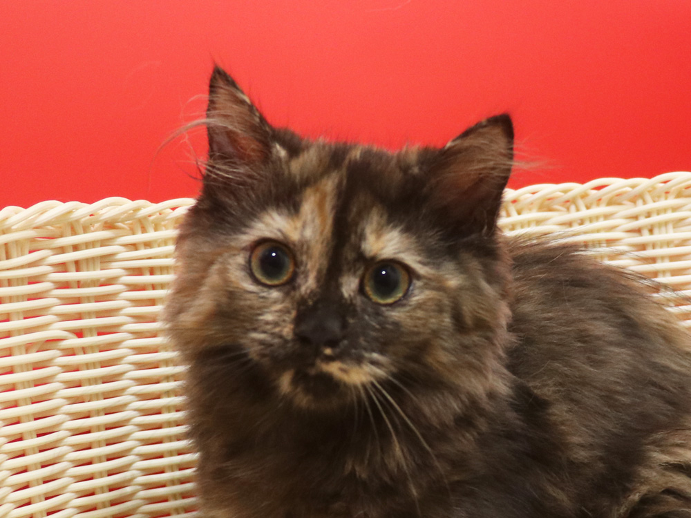 ミヌエットの子猫
