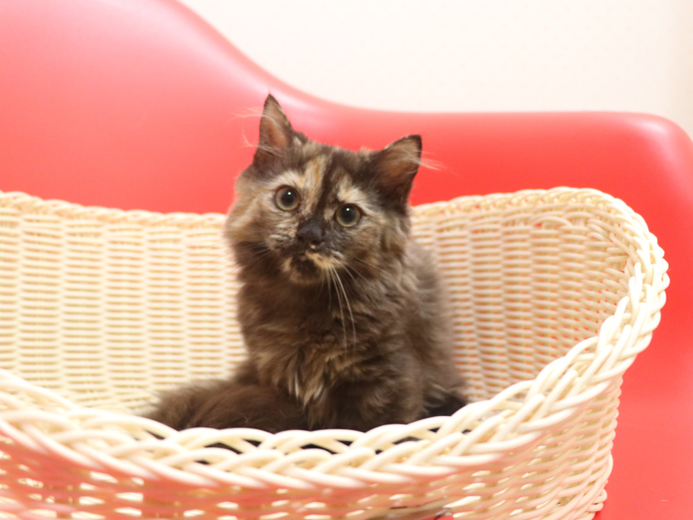 ミヌエットの子猫