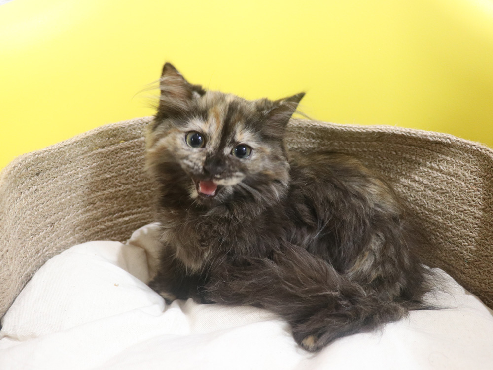 ミヌエットの子猫