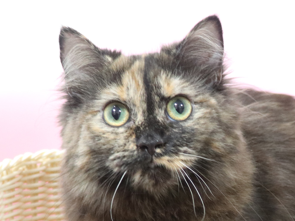 ミヌエットの子猫