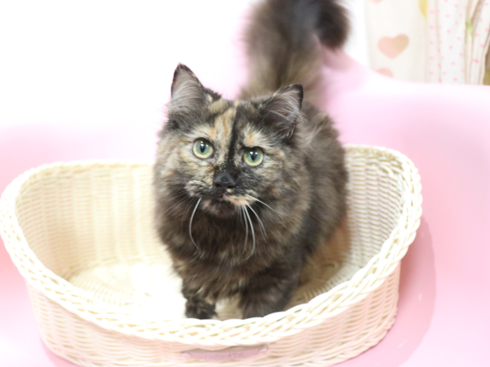 ミヌエットの子猫