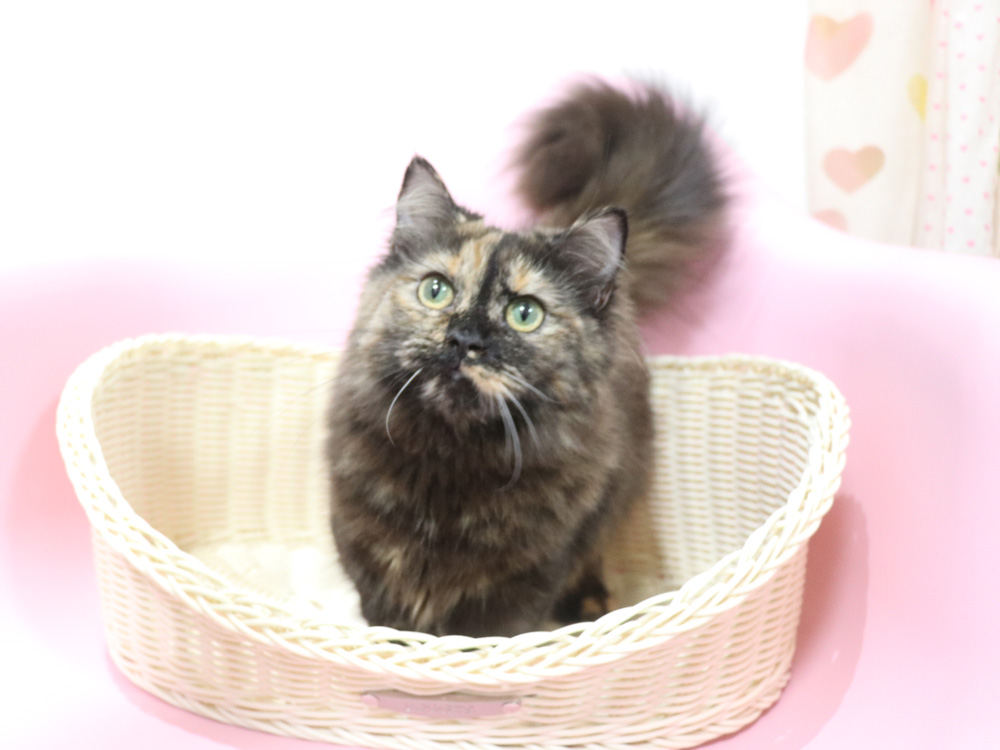 ミヌエットの子猫