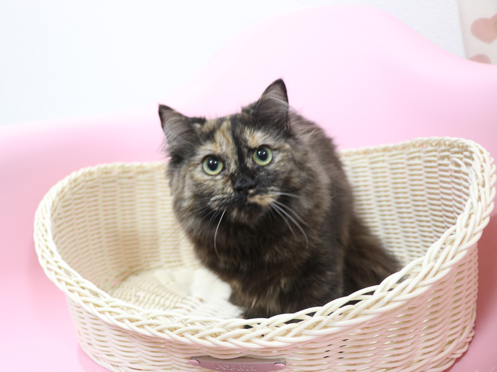 ミヌエットの子猫