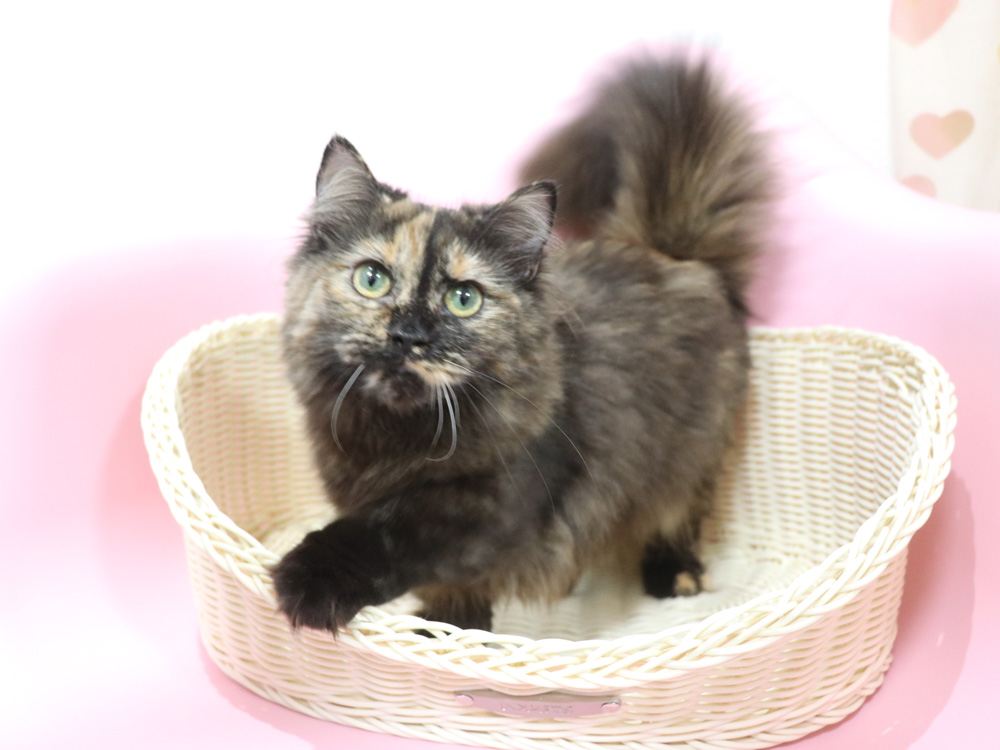 ミヌエットの子猫