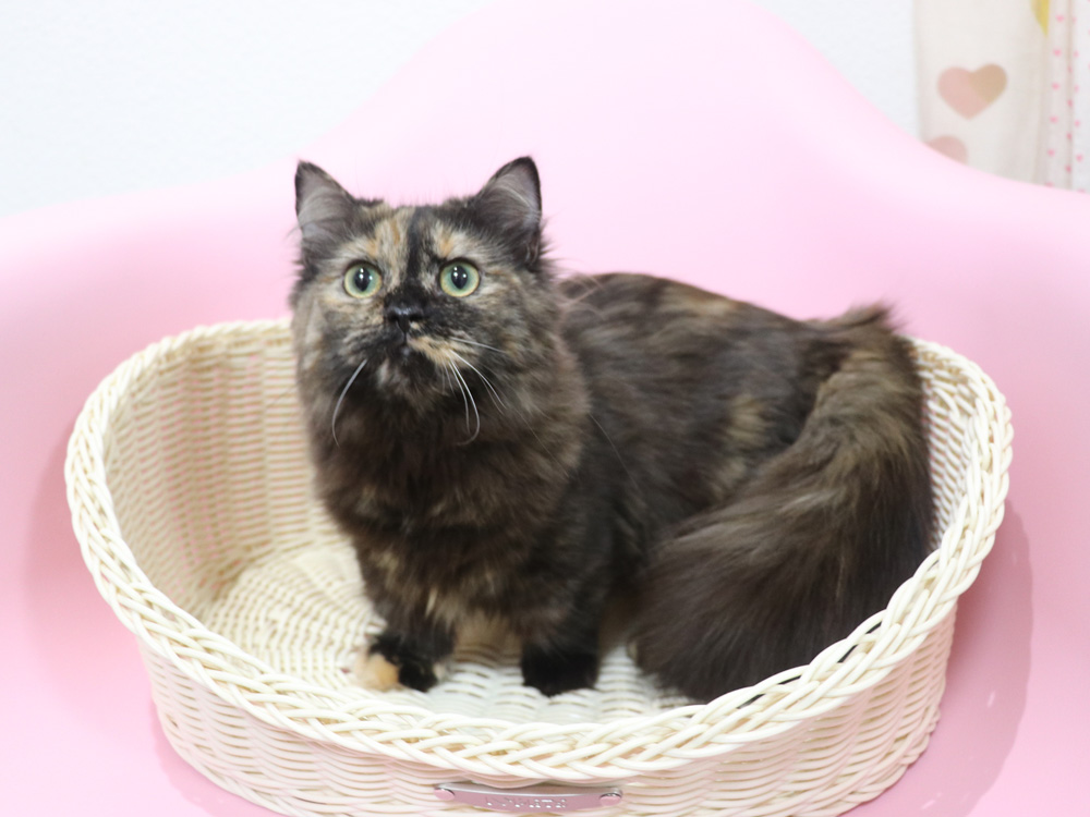 ミヌエットの子猫