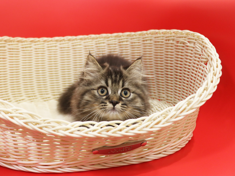 ミヌエットの子猫