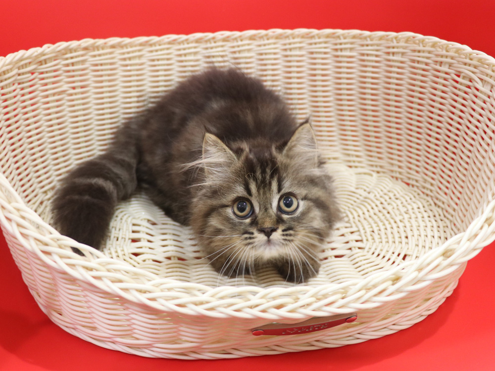 ミヌエットの子猫