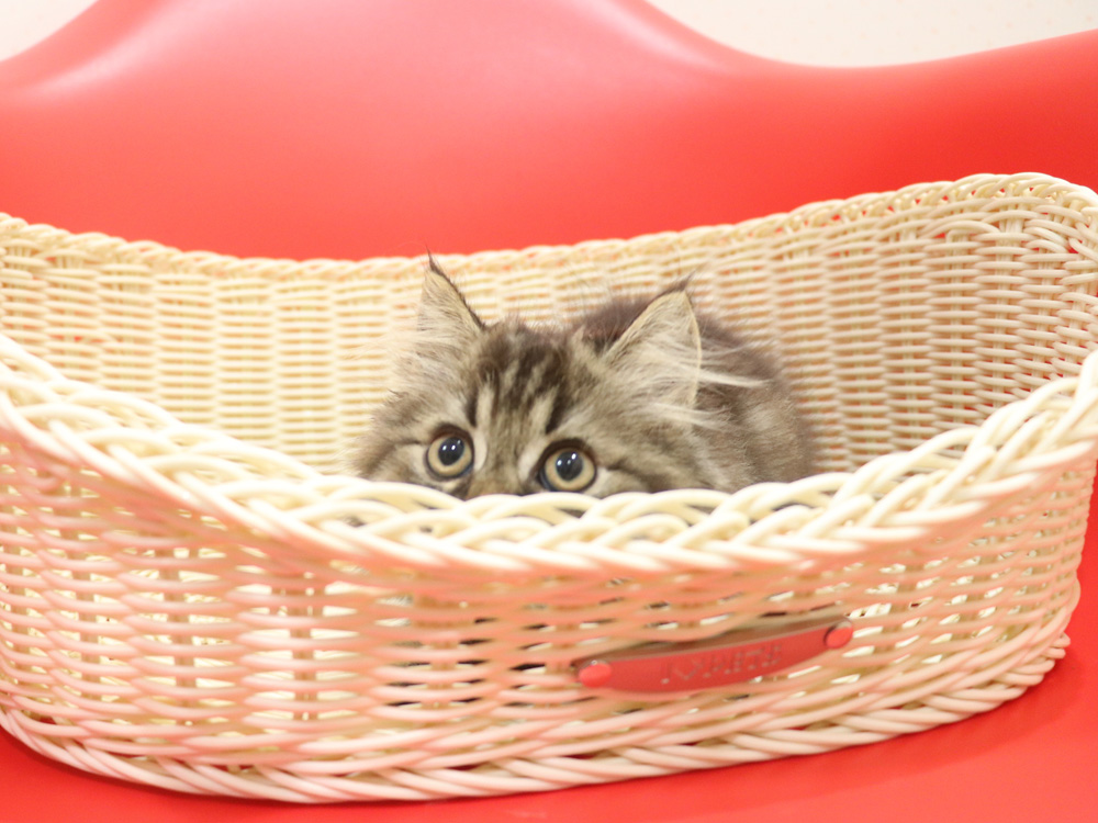 ミヌエットの子猫