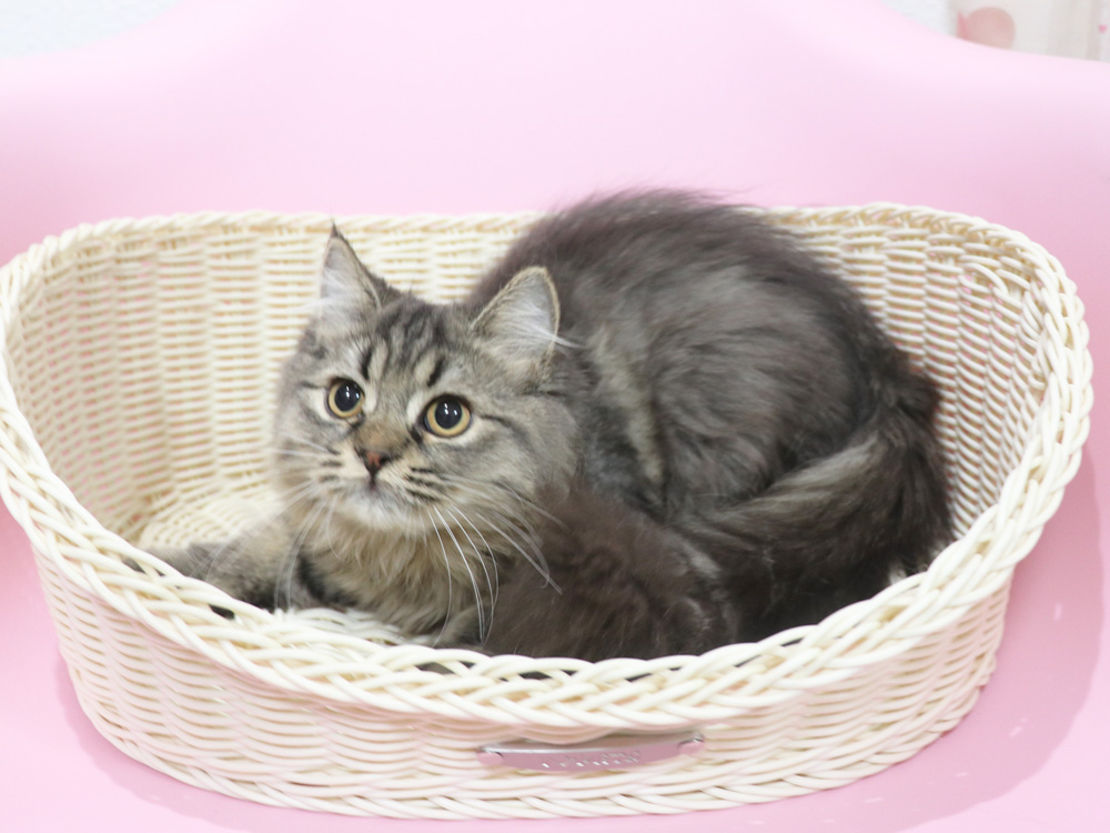 ミヌエットの子猫