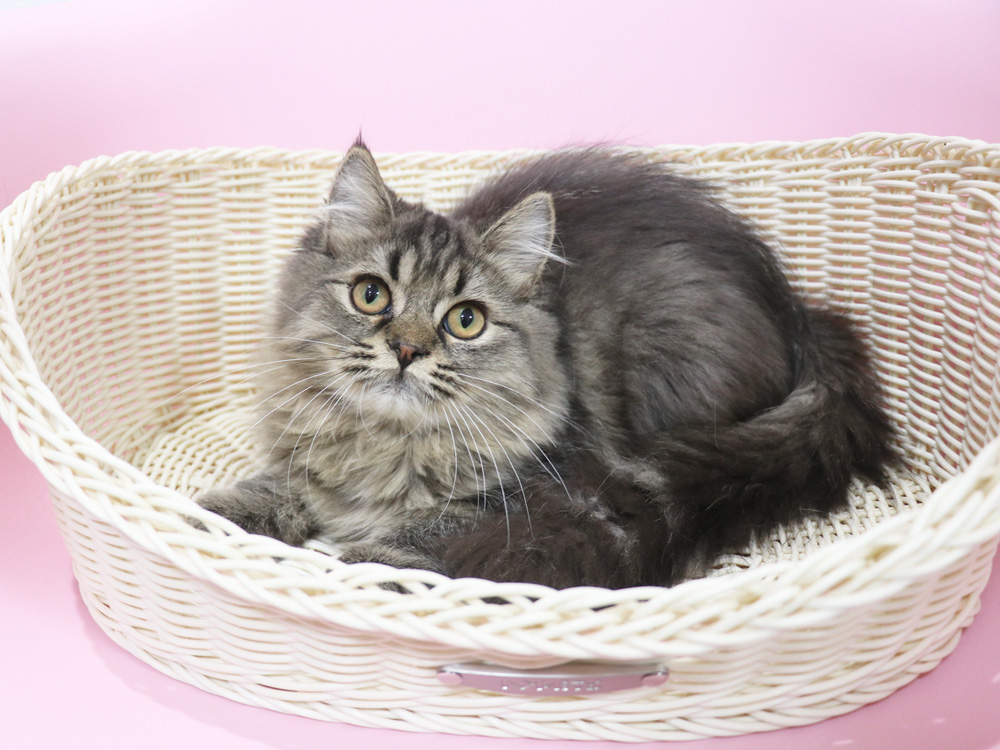 ミヌエットの子猫