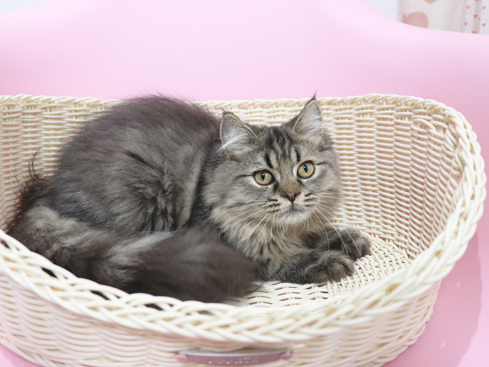 ミヌエットの子猫