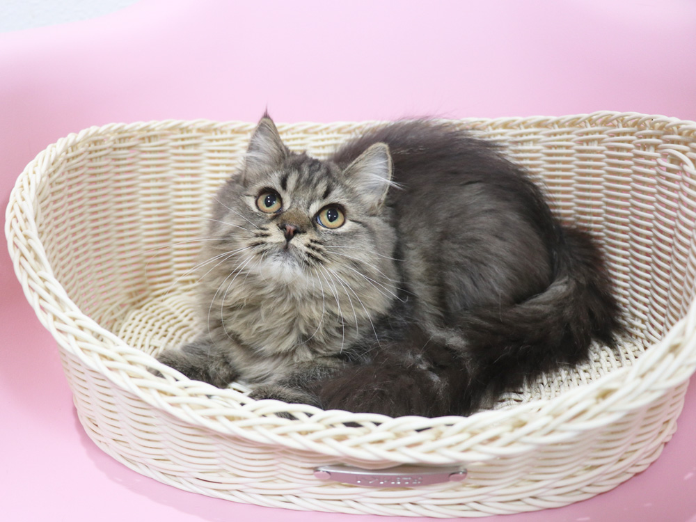 ミヌエットの子猫