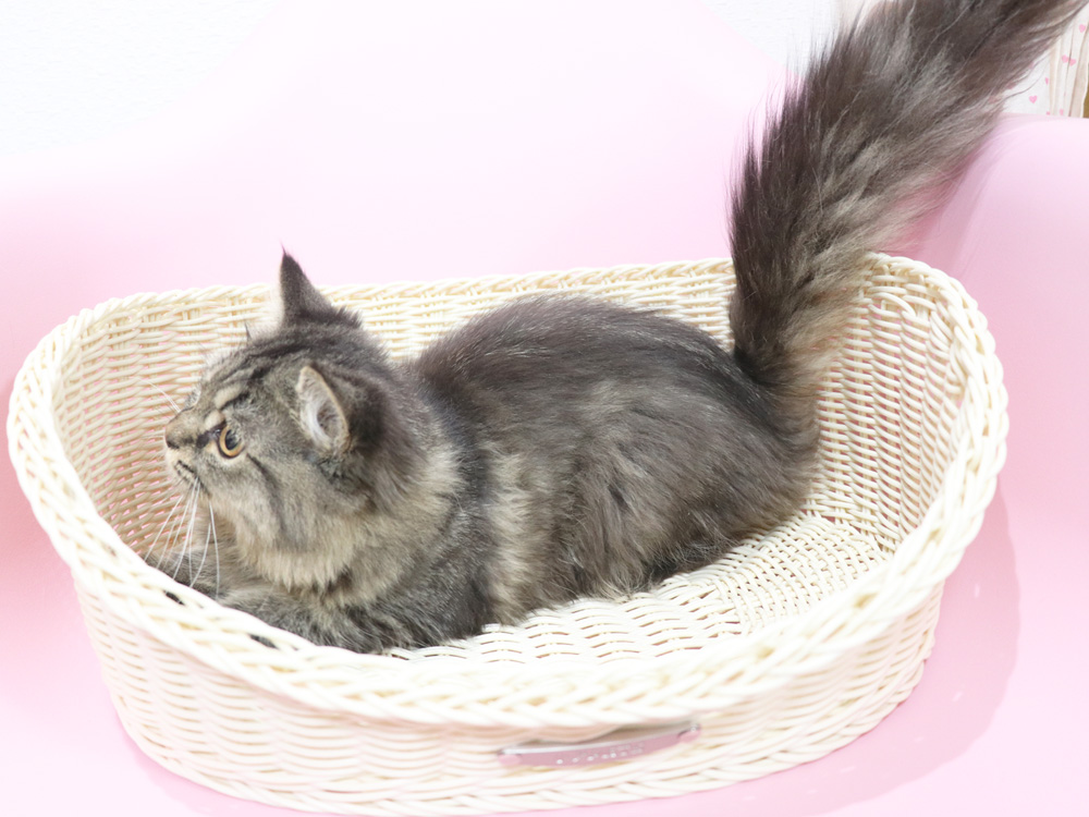 ミヌエットの子猫